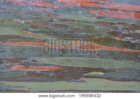 Macro image of the bark of a tree