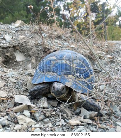 Land blue turtle of the big size background stones dry vegetation summer day