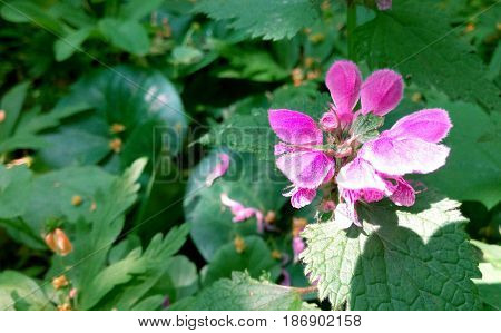 Pink flower on a background of green foliage on a sunny summer daybackground blur