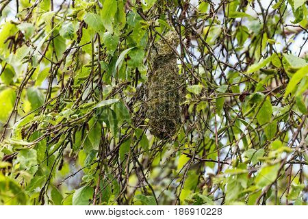 American bushtit nest at vancouver bc canada