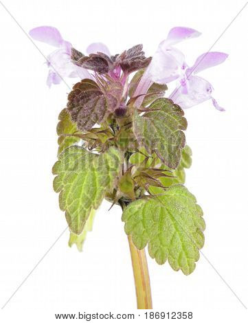Purple dead-nettle (Lamium purpureum) isolated on white background. Medicinal and invasive plant