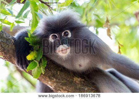 Portrait of a wild dusky leaf monkey, Trachypithecus Obscurus, staring at the camera, Thailand