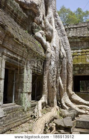 Spung tree in Ta Prohm Temple Cambodia.