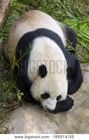 Image of a panda on nature background. Wild Animals.