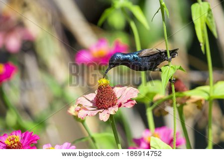 Image of a bird (purple sunbird). Wild Animals.