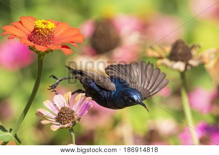 Image of a bird (purple sunbird). Wild Animals.