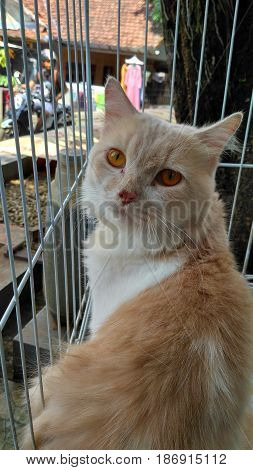 Beautiful brown cat photo photos with yellow eye