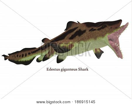 Edestus Shark Jaws with Font 3d illustration - Edestus shark lived in seas of the Carboniferous Period in North America England and Russia.