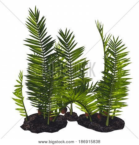 Nipa burtinii Plants 3d illustration - Nipa started out in the Cretaceous Period and live today in swamps river borders and humid areas.