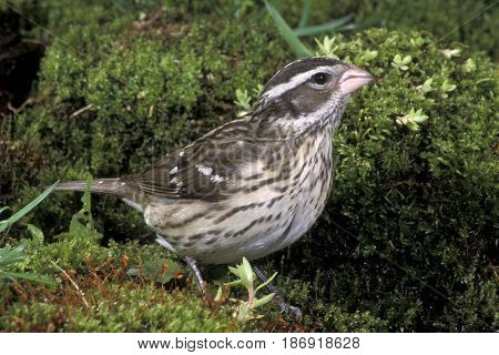 A female Rose-breasted Grosbeak, Pheucticus ludovicianus on green moss in the forest