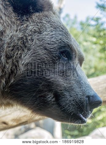 An up close shot of a grizzly bear giving a mischievious look.
