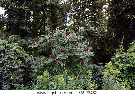 A staghorn sumac (Rhus typhina), with fruit clusters, growing in Spring Lake Park, between Harbor Springs and Petoskey, Michigan, during August.