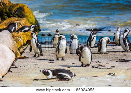   Boulders Penguin Colony in the Table Mountain National Park, South Africa. The concept of  ecotourism. African black - white penguins on the Atlantic coast