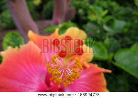 Hibiscus Mallow Malvaceae subtropical and showy flower in bloom