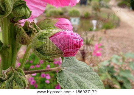 Hollyhock Mallow Malvaceae pink flower bud close-up