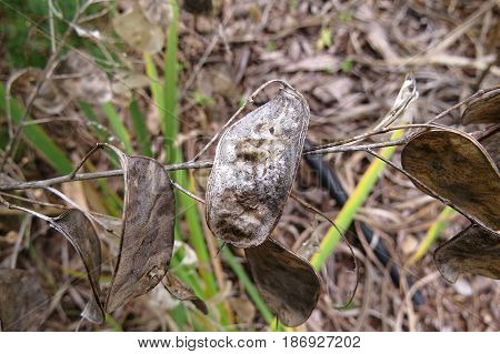 Honesty plant seed pods translucent silvery white pod Lunaria
