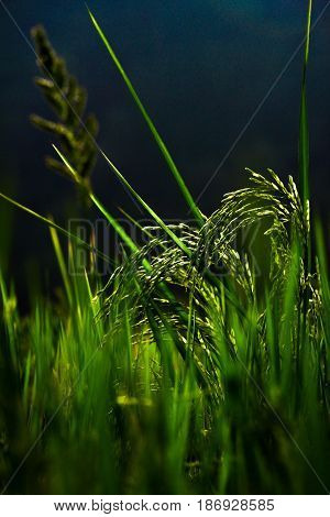 Paddy with morning light at ambarawa indonesia