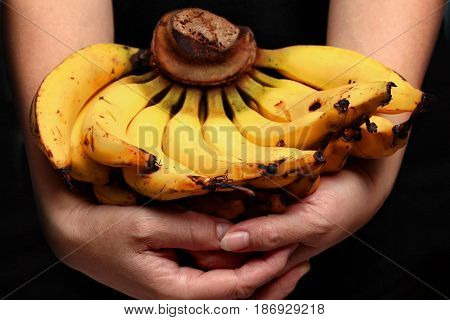 Lady Finger Banana,slim Yellow Bunch Of  Bananas