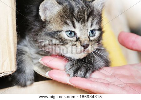 Surprised cute yuong cat looking at the new hostess. Cat's paw lying on hand women. Offers to be friends.