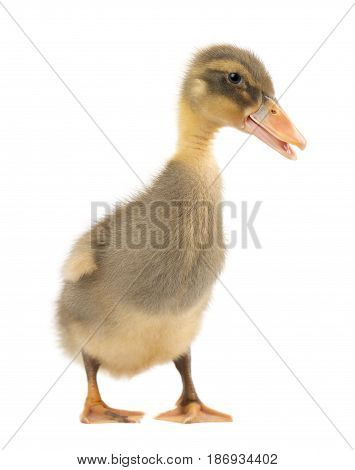 Cute little duckling isolated on white background