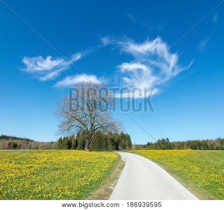 Narrow road or bikeway path crosses a beautiful Dandelion flower meadow towards a big solitary tree. in springtime. Location Bavaria, Alps, Allgau, Germany. Fresh green grass, blue sky and white clouds.