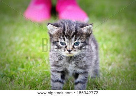 Surprised cute yuong cat looking at the new hostess. Grass background .