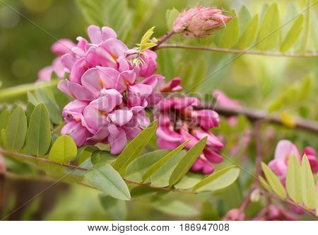 closeup flowers of blossoming pink acacia (known as Robinia Viscosa). Horizontal composition.