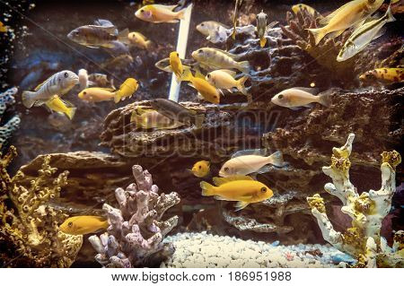 Fish In An Aquarium On A Blue Background