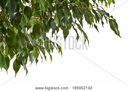 Twigs of fikus with fresh leaves on white background.
Background with green leaves of a ficus.