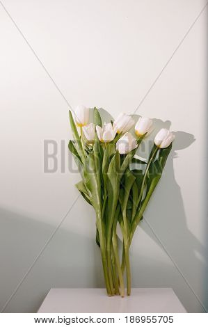 Tulips on white minimalistic background. with Copyspace