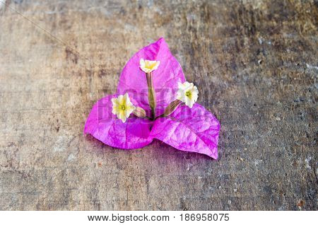 Flower purple with yellow anthers on a log