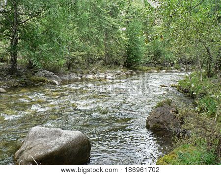 Small river in the mountains. Water flows between rocks and grass, ecology theme. Cold creek running among stones. Forest in the background. Altai Mountains, Russia.