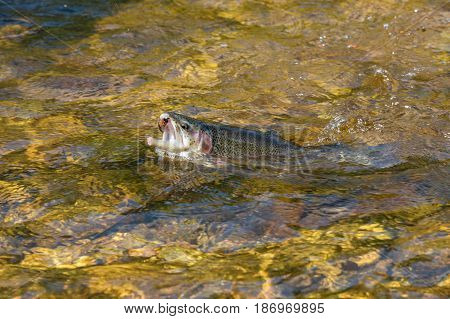 Rainbow Trout - Close up of a freshly caught fish in the river Otava Czech Republic