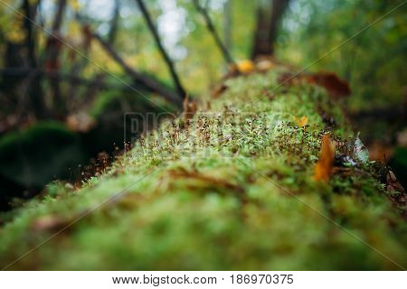 Tree fallen on the ground and covered with green moss and mushrooms blured background forest