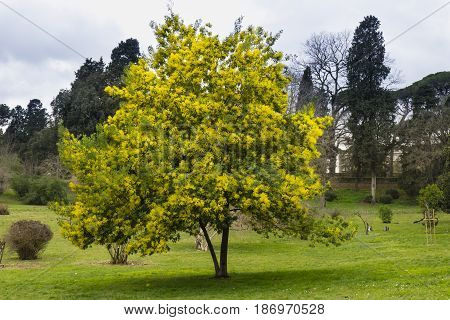 Yellow flowers of acacia dealbata silver blue wattle mimosa tree in full bloom.