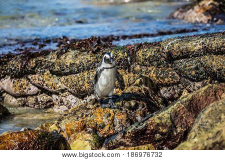 African black-white penguin. Boulders Penguin Colony in the Table Mountain National Park, South Africa. Huge boulders on Atlantic Ocean. The concept of ecotourism