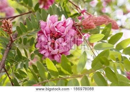 closeup blossoming pink acacia (known as Robinia Viscosa). Horizontal composition.