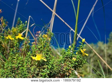 St Johnswort Wildflowers Mallorca
