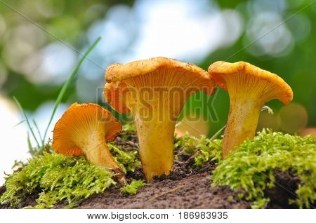 Collecting chanterelle mushroom in the forest. CANTHARELLUS CIBARIUS in moss with green background. Collecting mushrooms and preparing food.