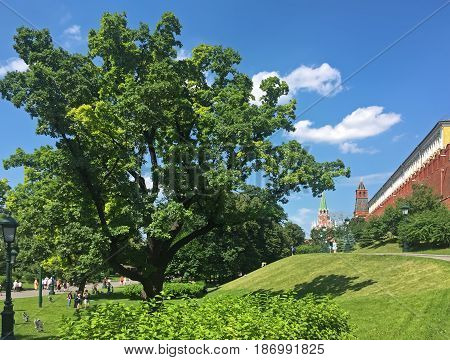 Moscow Russia - June 26 2016: People walk in Alexandrovskiy sad (garden) in summer near Kremlin wall. There is a large old oak tree on the left.