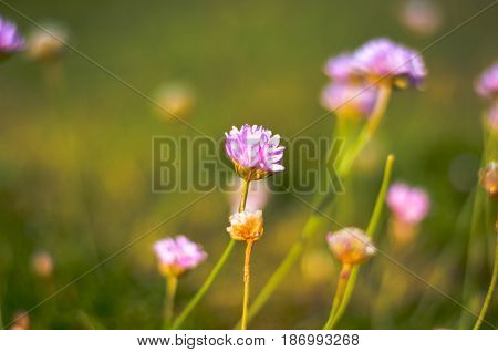 pink clower flower blossoms on flower meadow