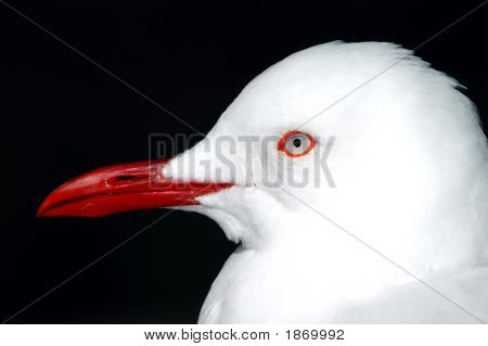 Seagull