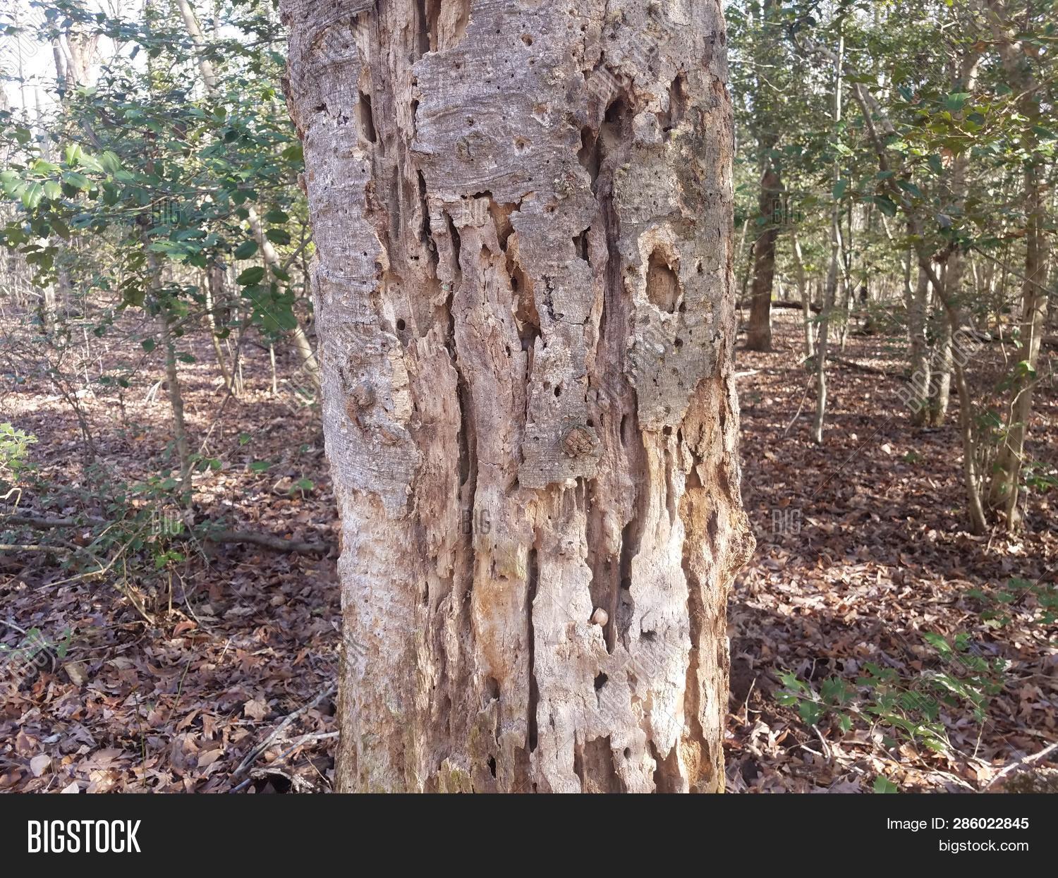 Rotting Tree Trunk Image & Photo (Free Trial) Bigstock