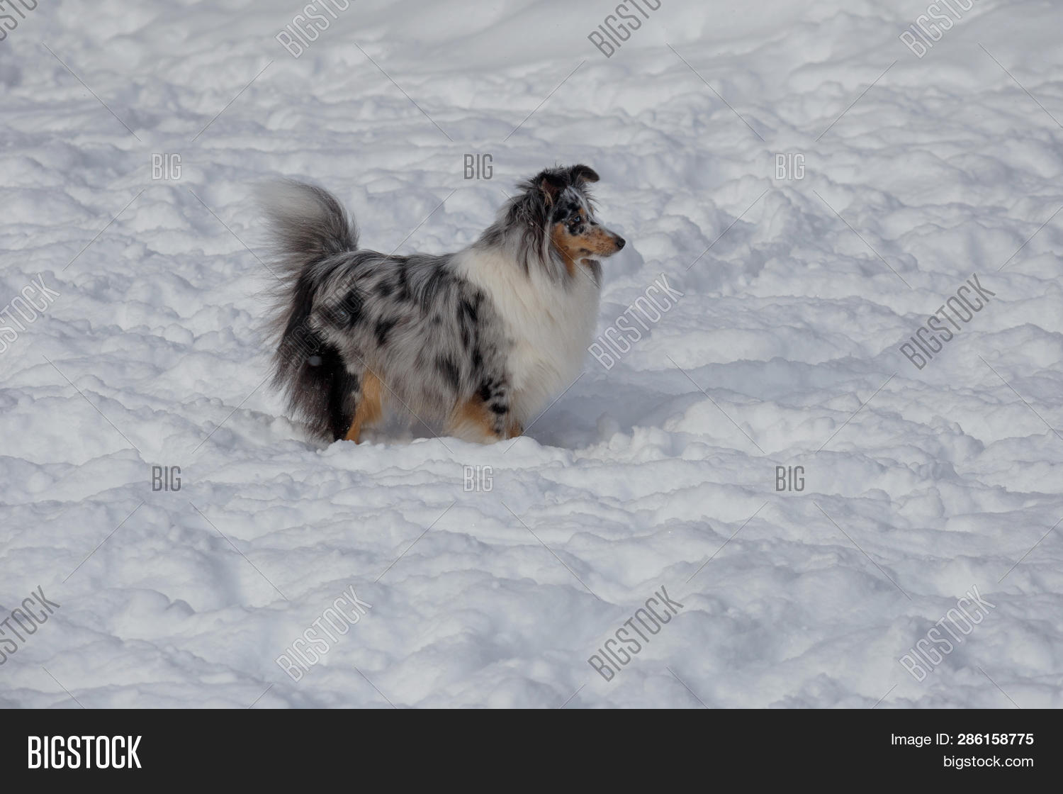 Blue Merle Shetland Image Photo Free Trial Stock Blue Merle Shetland Image Photo Free