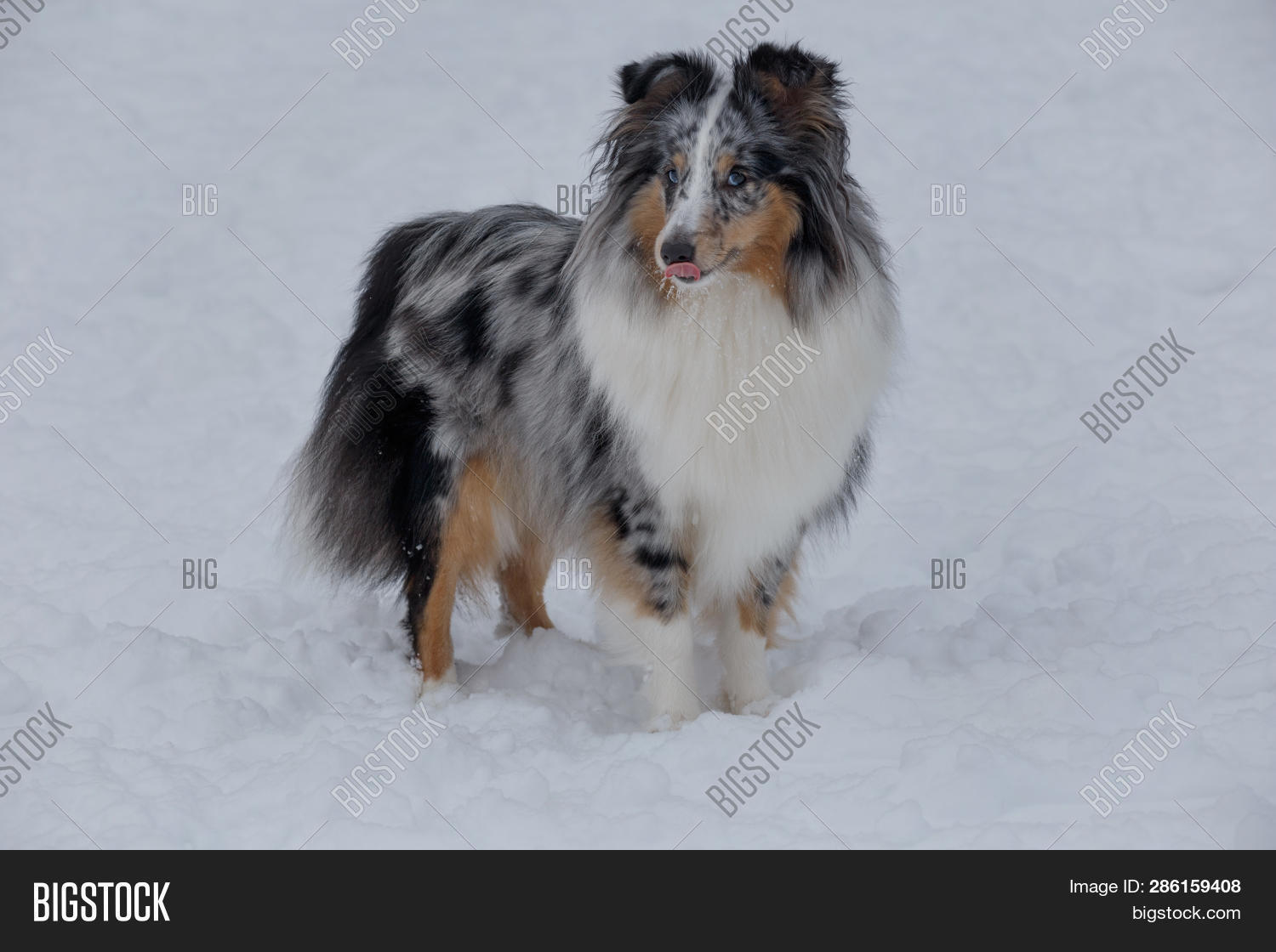 Cute Blue Merle Image Photo Free Trial Stock Cute Blue Merle Image Photo Free