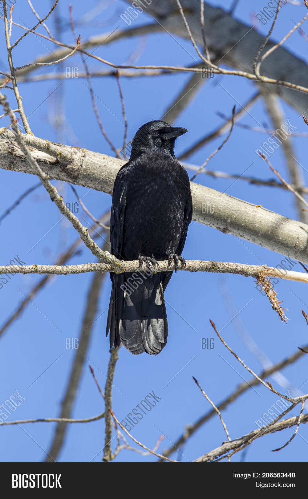 Black Crow Perched Image & Photo (Free Trial) Bigstock