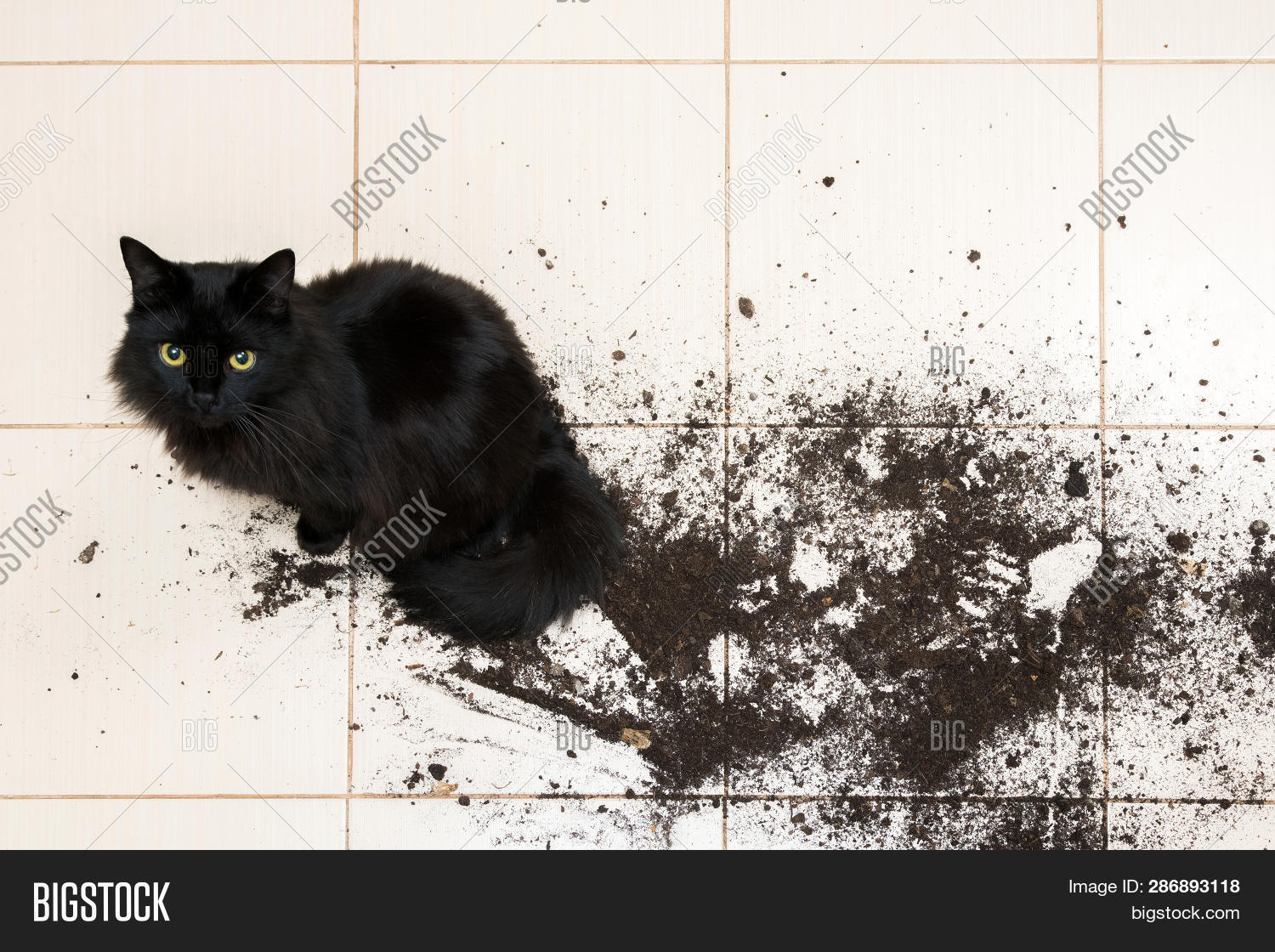 Black Cat Dropped Image & Photo (Free Trial) Bigstock