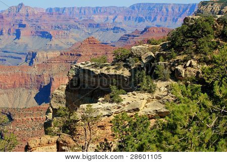 Végétation du Grand Canyon