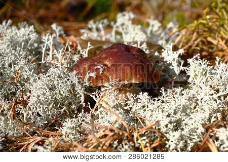 Boletus Grows In Open Pine Forest Among A Gray Lichen And The Fallen-down Needles.