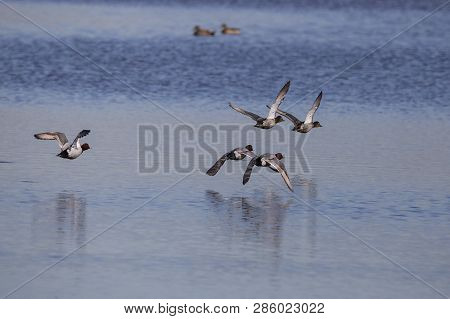Common Pochard Take Off In Llobregat Delta, Catalonia, Spain